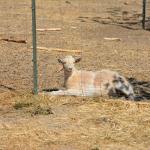 Cambria_0417 (November 01, 2013)